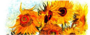 Les tournesols Highslide JS