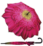 Marguerite rose Marguerite rose