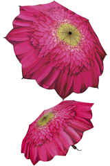 Marguerite rose Marguerite rose
